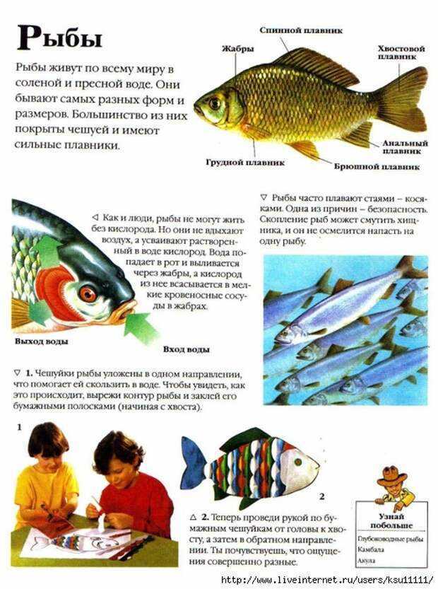 Самые удивительные рыбы мира