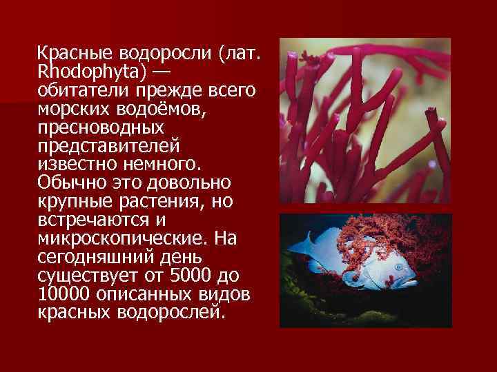 Водоросли