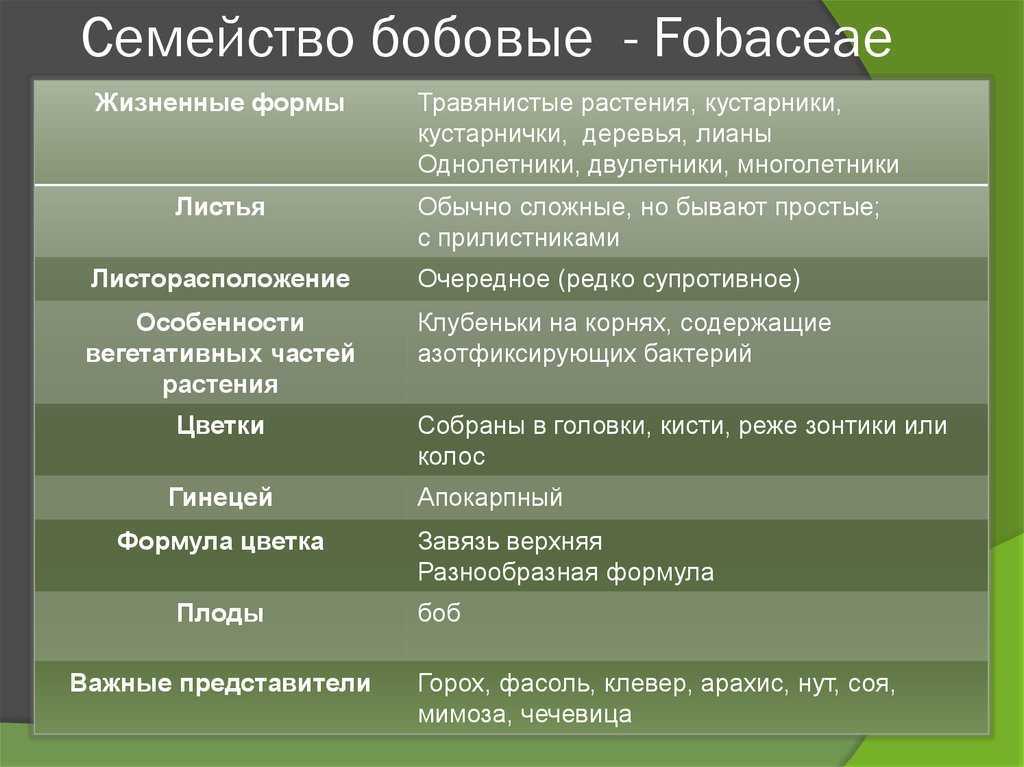 Бобовые растения. растения семейства бобовых. плоды бобовых растений :: syl.ru