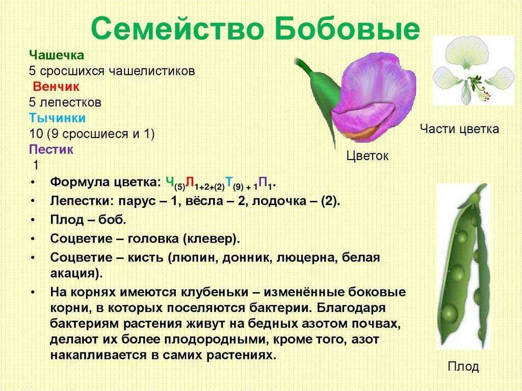 Презентация семейство бобовых 6 класс