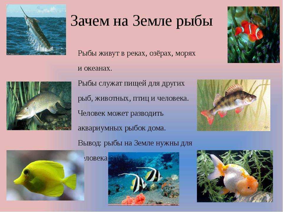 Рыбы презентация для детей