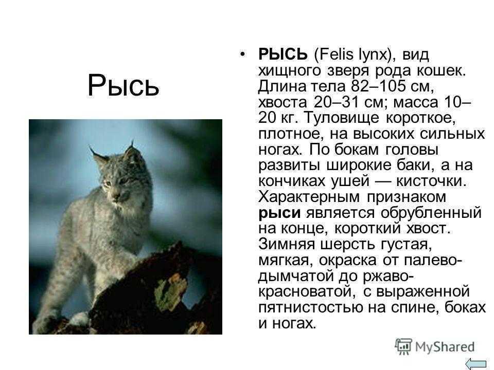 Интересные факты о рыси
