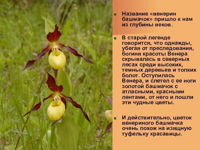 Венерин башмачок презентация 5 класс
