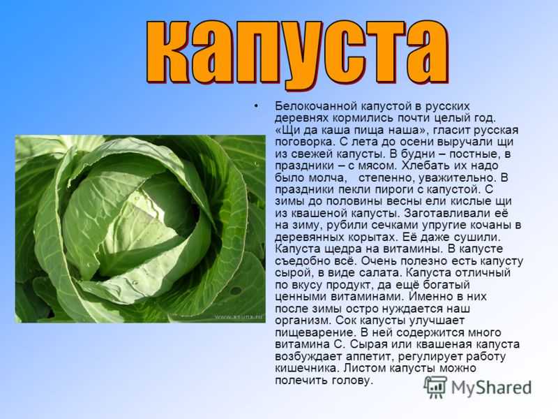 Доклад о капусте 3 класс сообщение (описание, виды)
