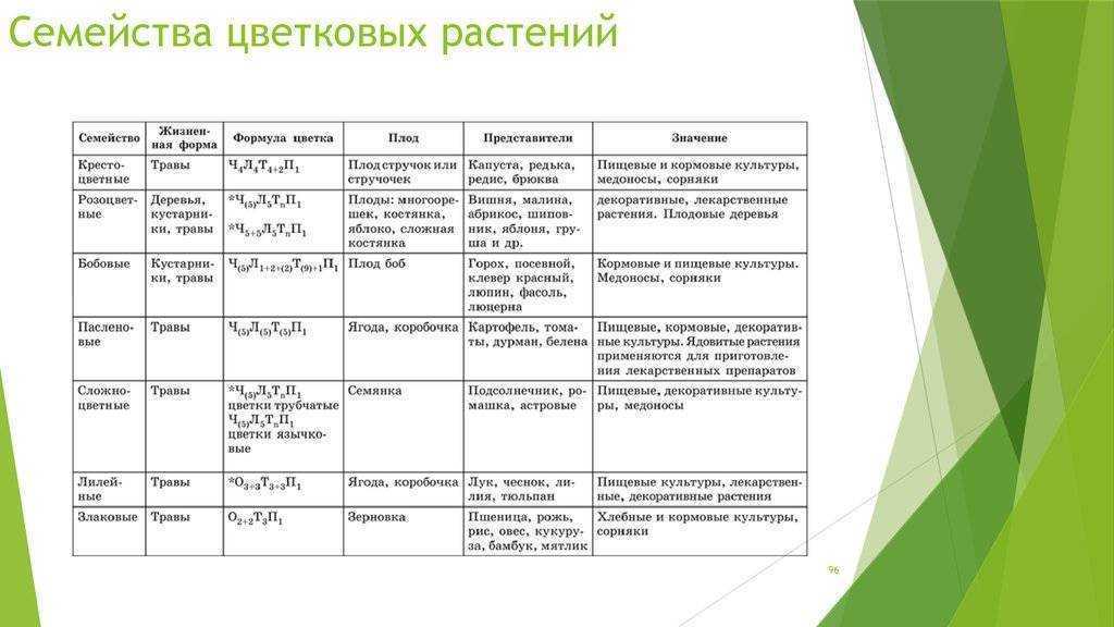 Названия, список и полезные свойства растений семейства бобовых