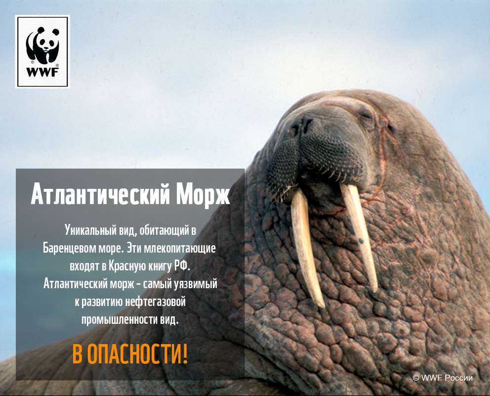 Морж — описание, среда обитания, образ жизни