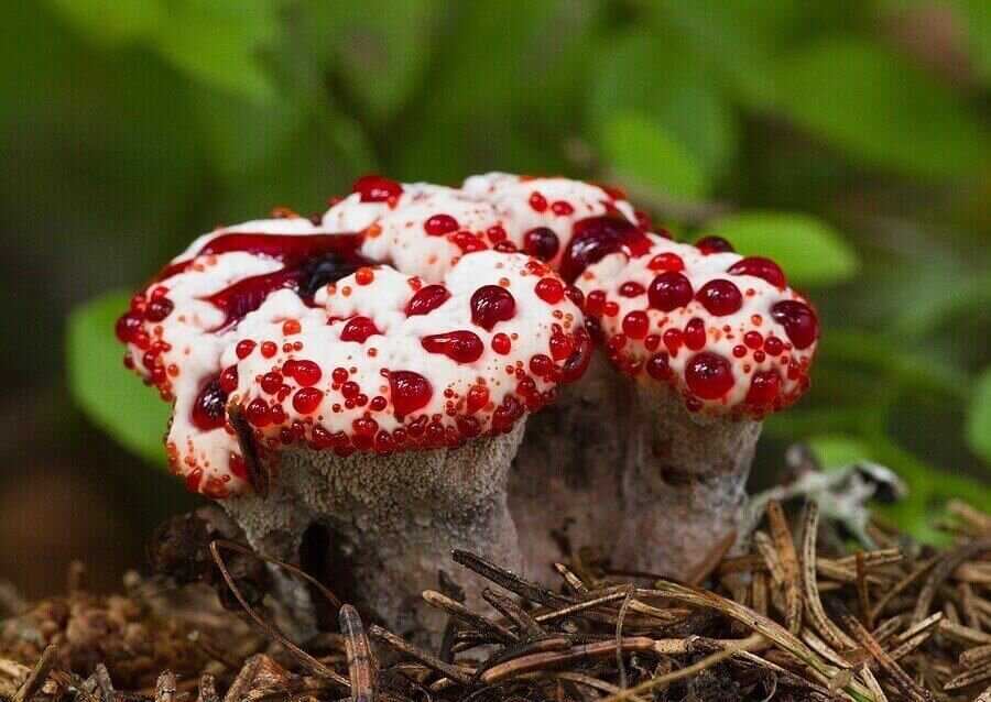 Ядовитые грибы - фото, классы, виды
