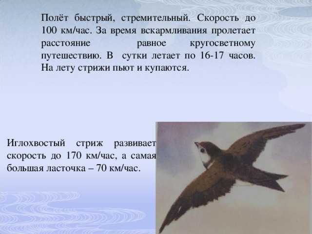 Астафьев виктор рассказ "стрижонок скрип" / читательский дневник 4 класс / гдз грамота