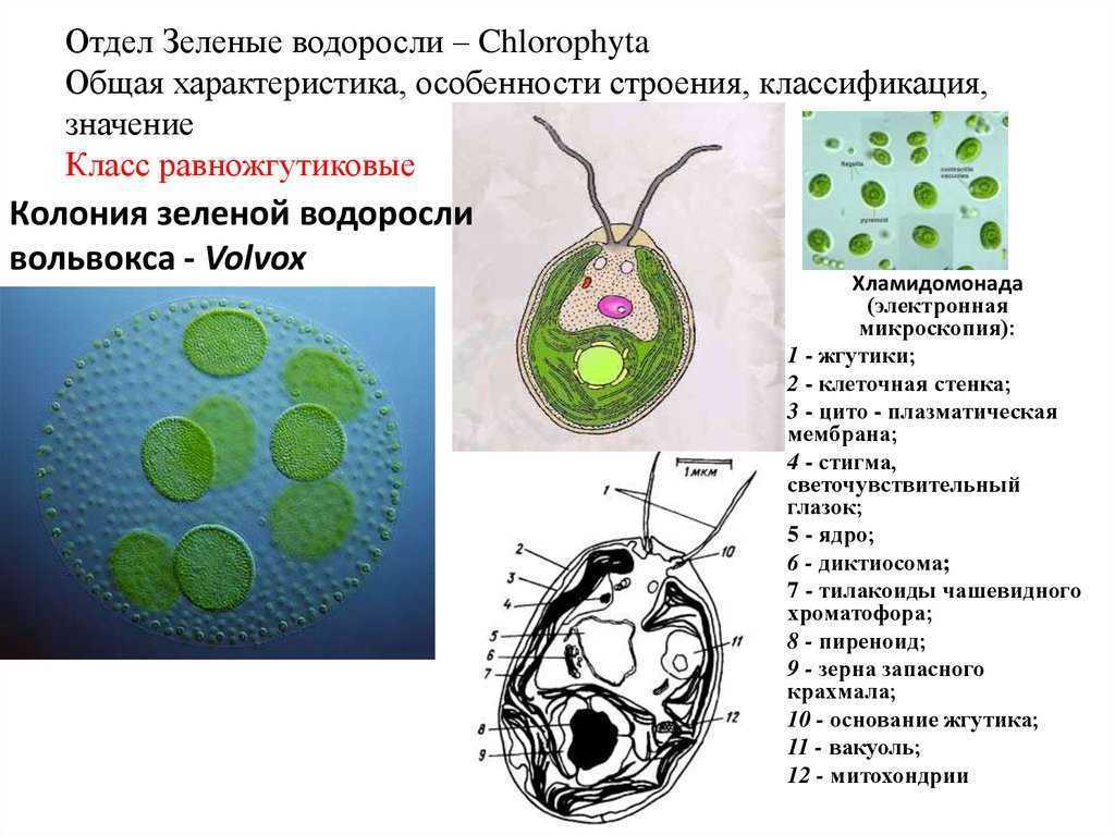 Клетки водорослей образованы