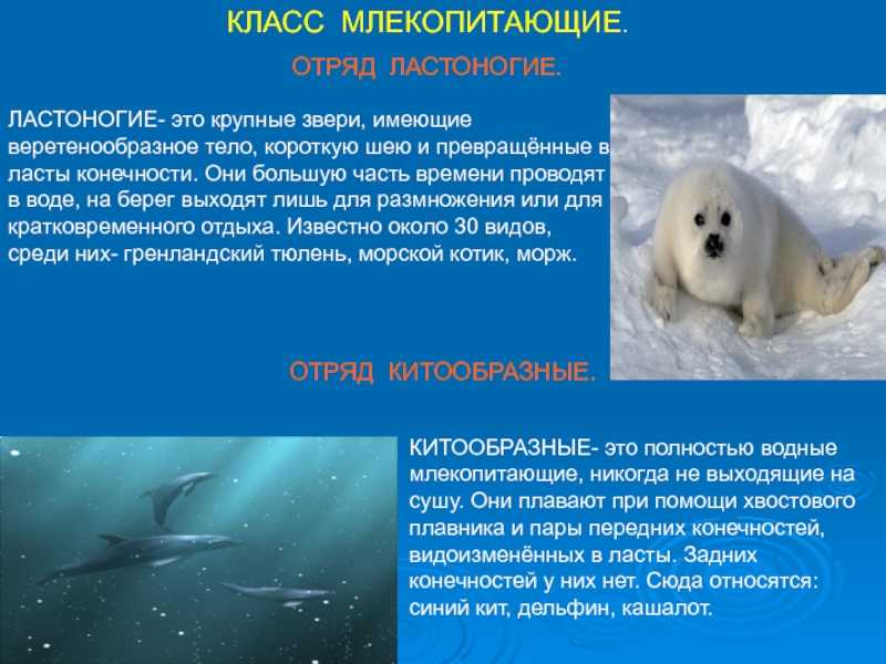 Ластоногие животные