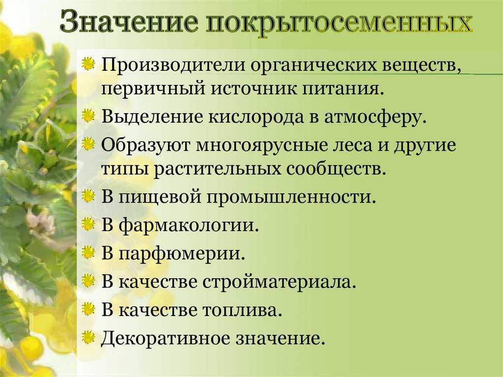 Ботаника. конспект "покрытосеменные (цветковые)" - учительpro