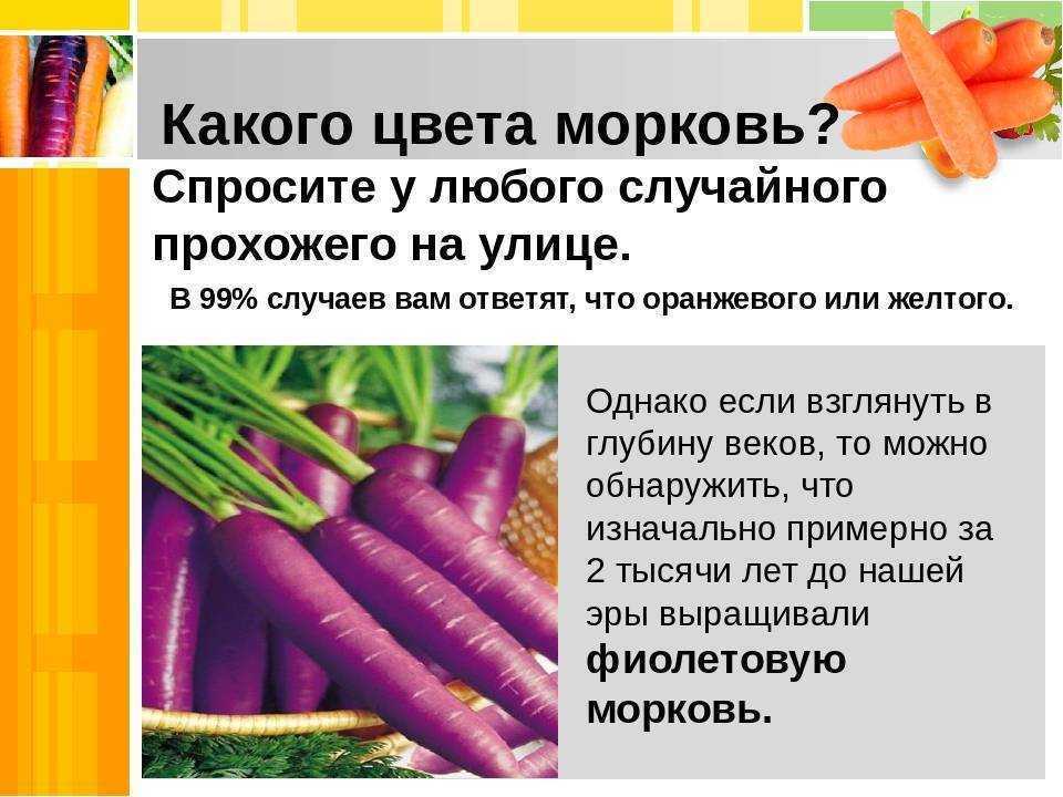 История морковки. интересные факты про морковь