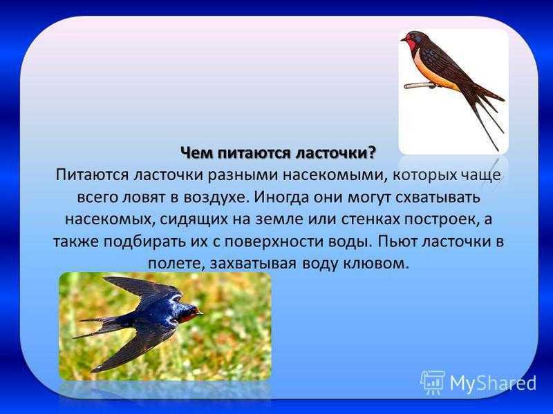 Изящную птицу ласточку называют символом