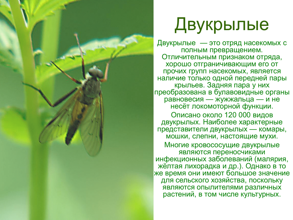 Доклад по биологии 7. Строение двукрылых насекомых кратко. Характеристика отряда двукрылых насекомых. Характеристика отряда Двукрылые (Diptera=. Двукрылые презентация.