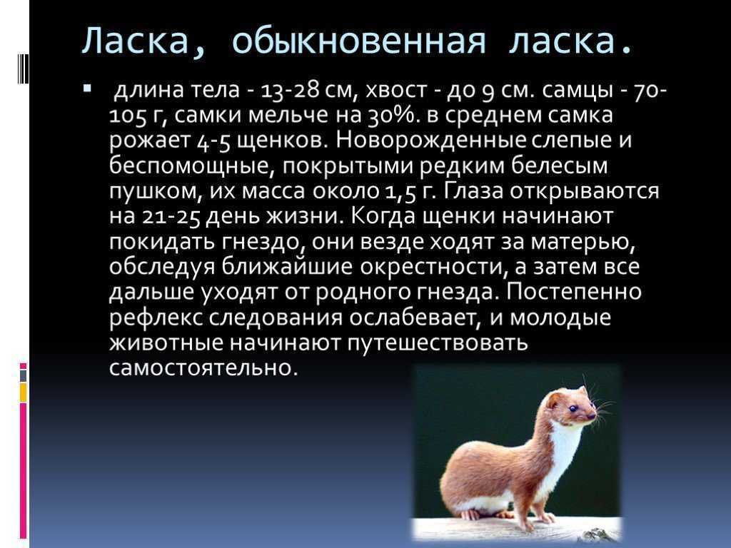 Животное ласка в природе: как выглядит зверёк, чем питается