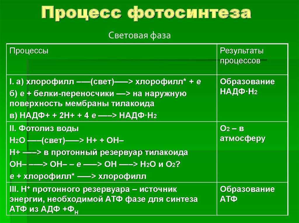 Темновой фазы фотосинтеза схема