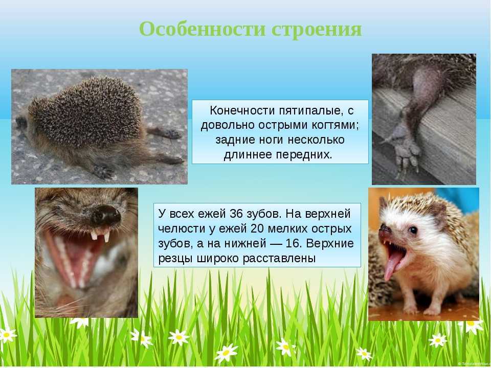 Понемногу: рассказ по рисункам "дети испугались ёжика" для 2 класса