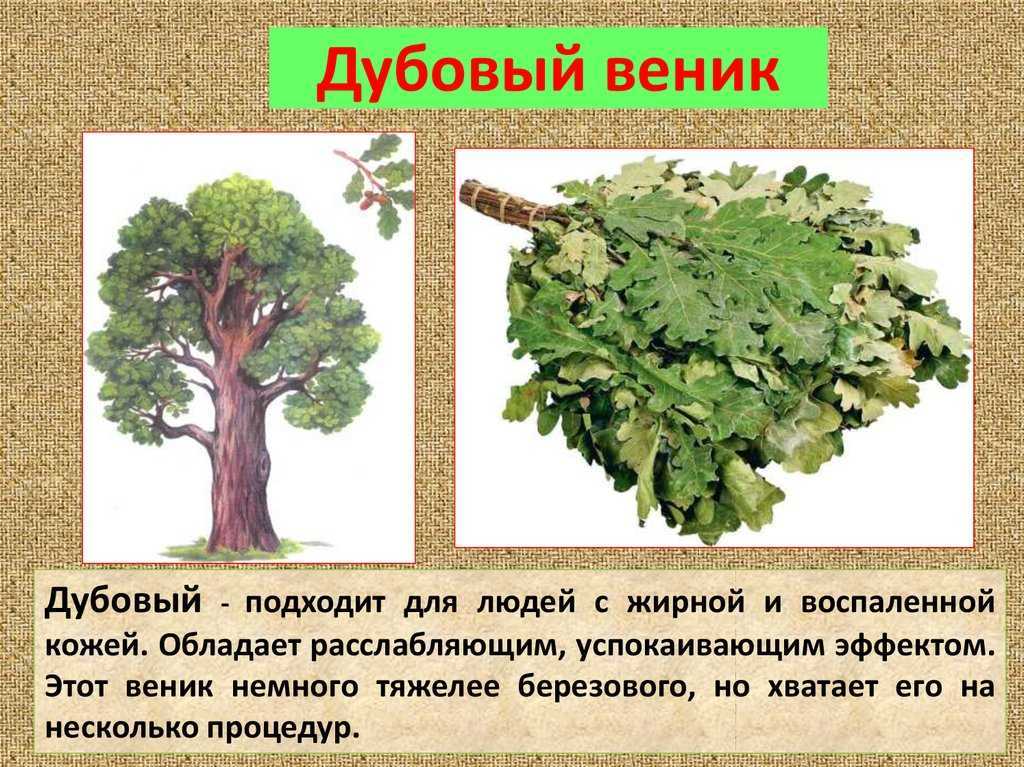 Сорта и виды дуба: описание и фото | деревянные материалы и их применение в строительстве