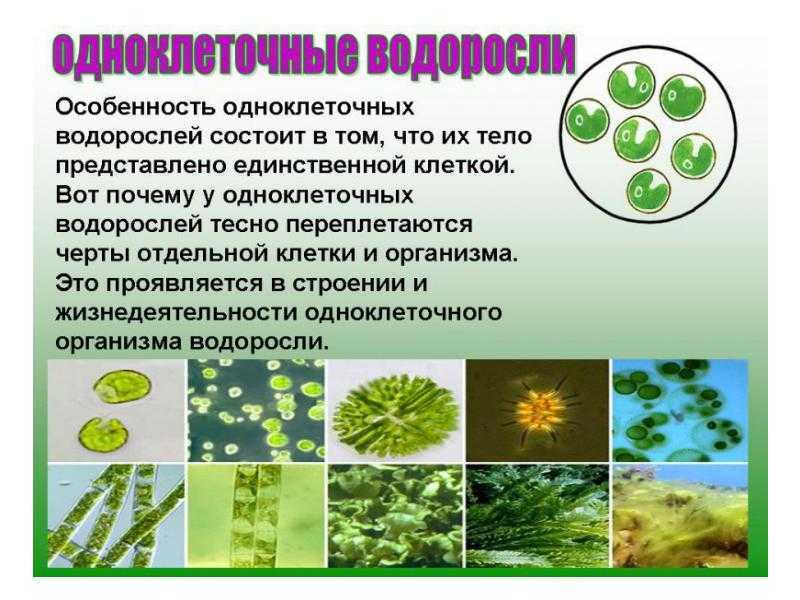 Почему бактерии вирусы одноклеточные водоросли. Одноклеточные водоросли 5 класс биология. Одноклеточные водоросли 6 класс биология. Одноклеточные зеленые водоросли 5 класс биология. Одноклеточные растения хлорелла.