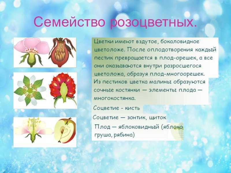 Семейство розоцветные - характеристика, формула цветка