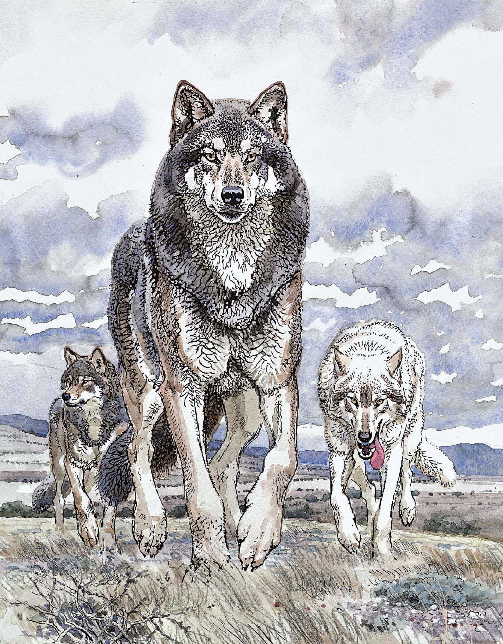 Читательский дневник «про волка» бориса житкова