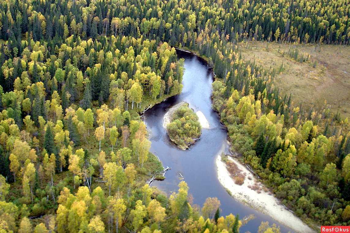 Сибирский лес