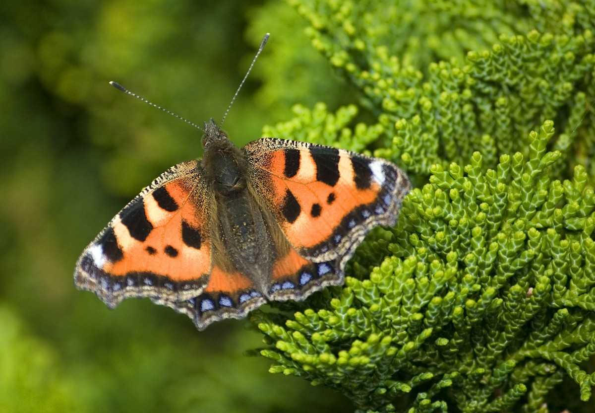 Бабочка крапивница – яркие насекомые, которых можно встретить в своем саду