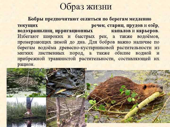 Бобр животное. образ жизни и среда обитания бобра | животный мир