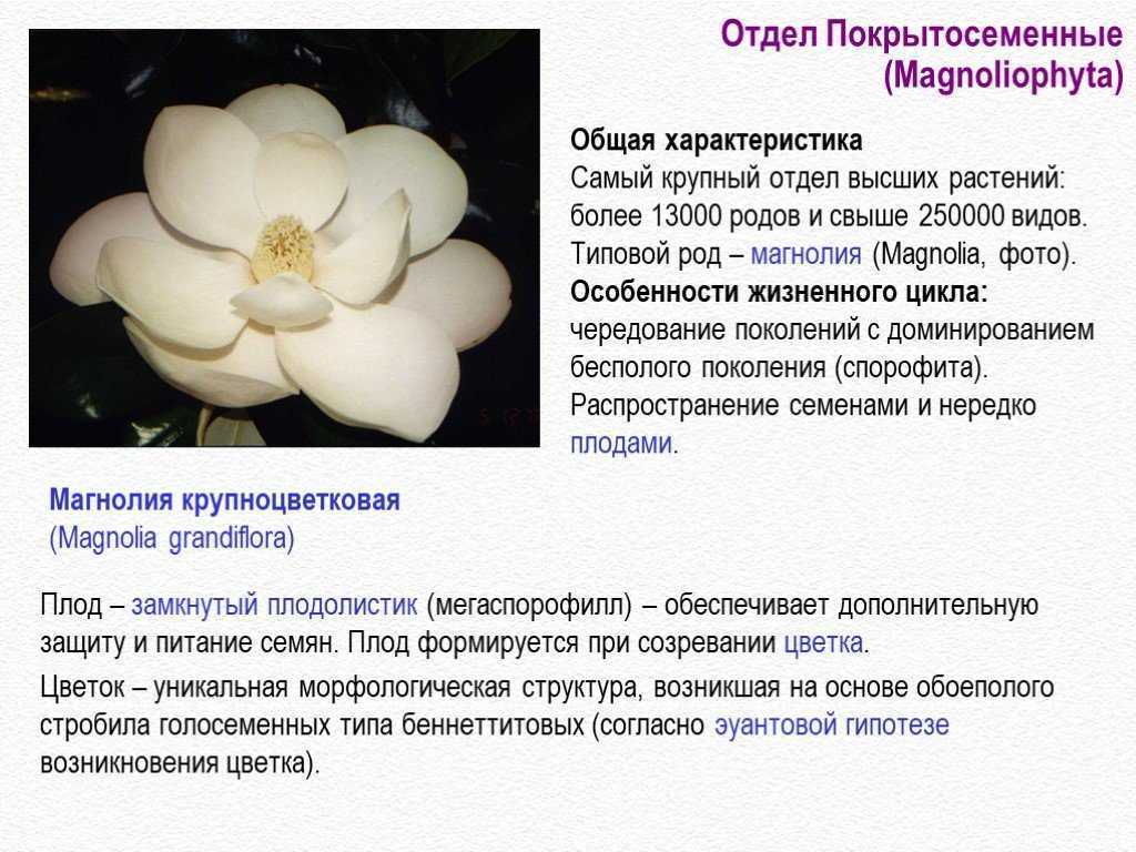 Доклад цветковые растения 2, 3, 5, 6, 7 класс сообщение