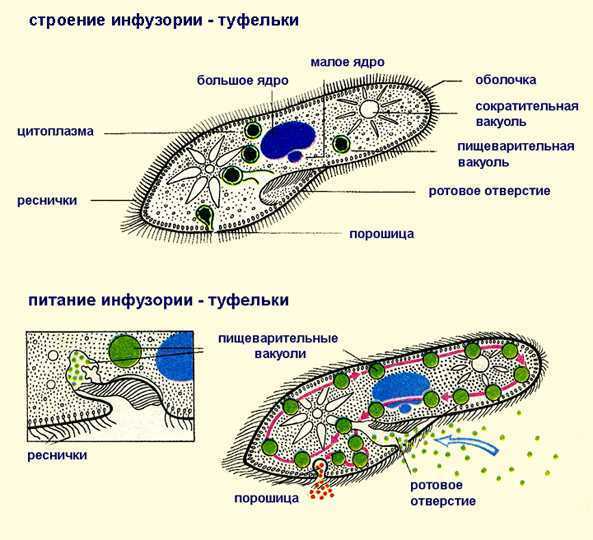 Класс инфузории
