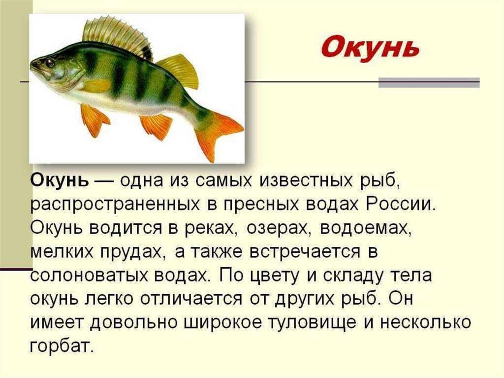 Доклад про классы рыб