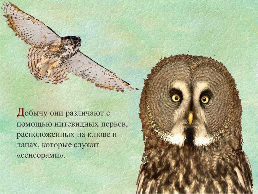 Топ 10 интересных фактов о совах