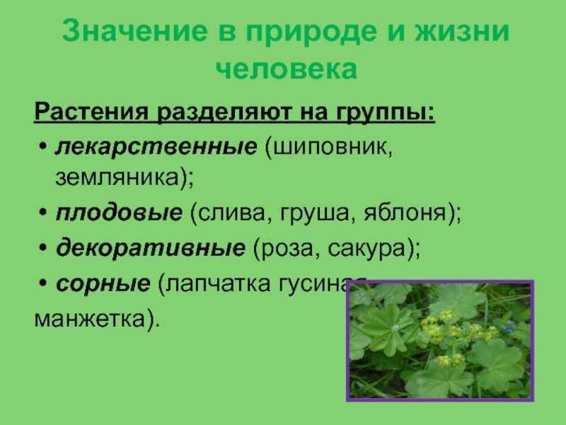 Роль растений в жизни человека. Растения в природе и жизни человека. Значение декоративных растений.