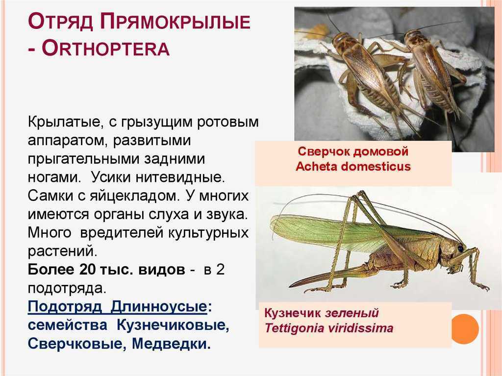 Прямокрылые насекомые: описание, особенности, виды и классификация