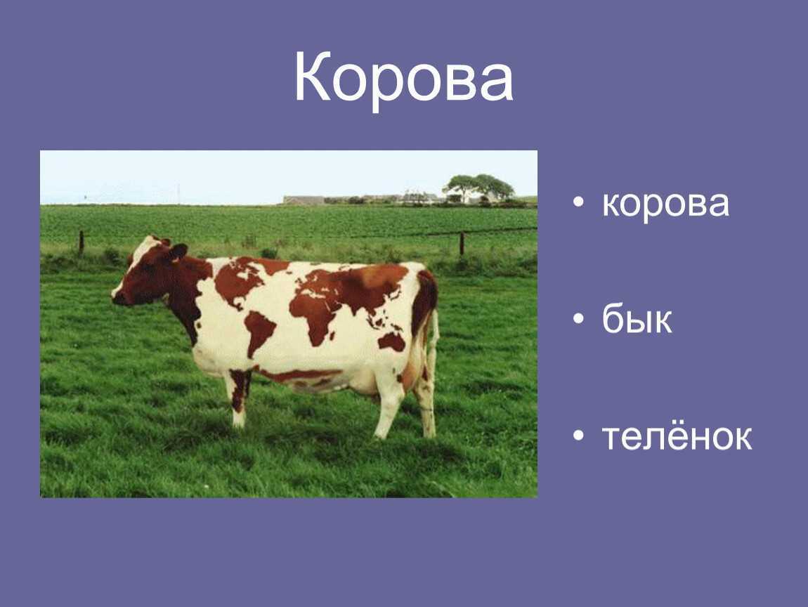 Корова доклад 3 класс окружающий. Доклад про корову. Сообщение о корове. Корову окружающий мир. Проект про корову.