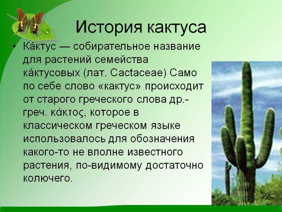 Кактусовые | virtual laboratory wiki | fandom