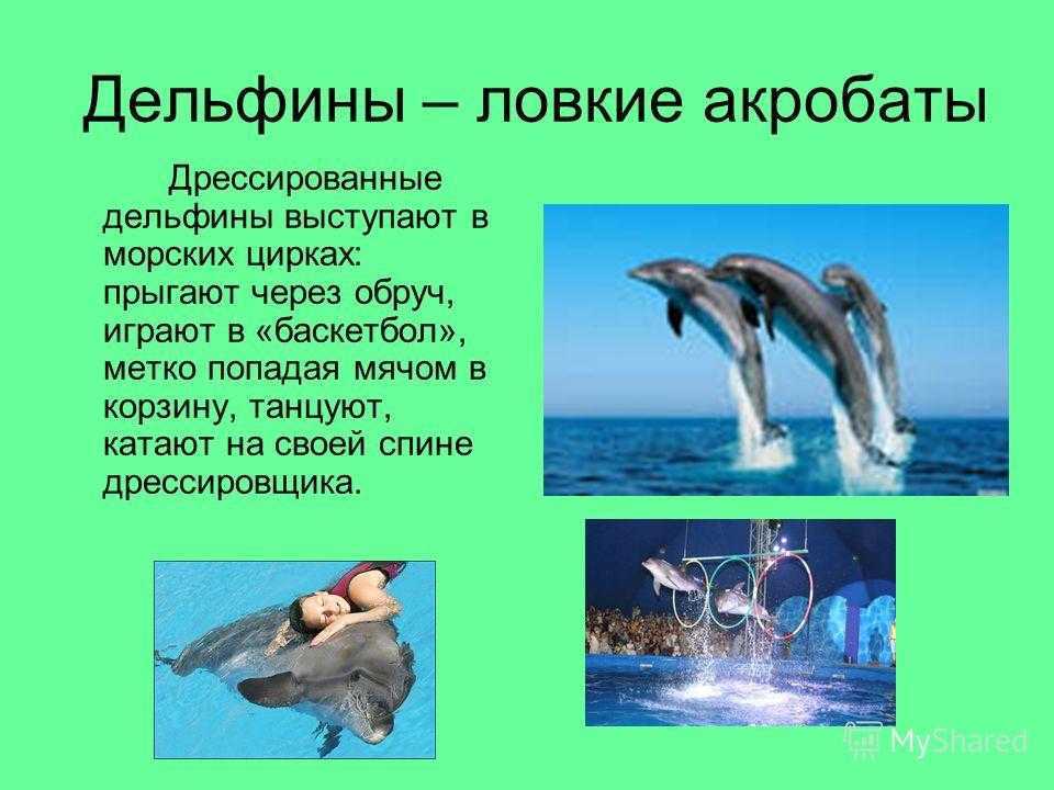 Дельфины люди моря проект 2 класс окружающий мир