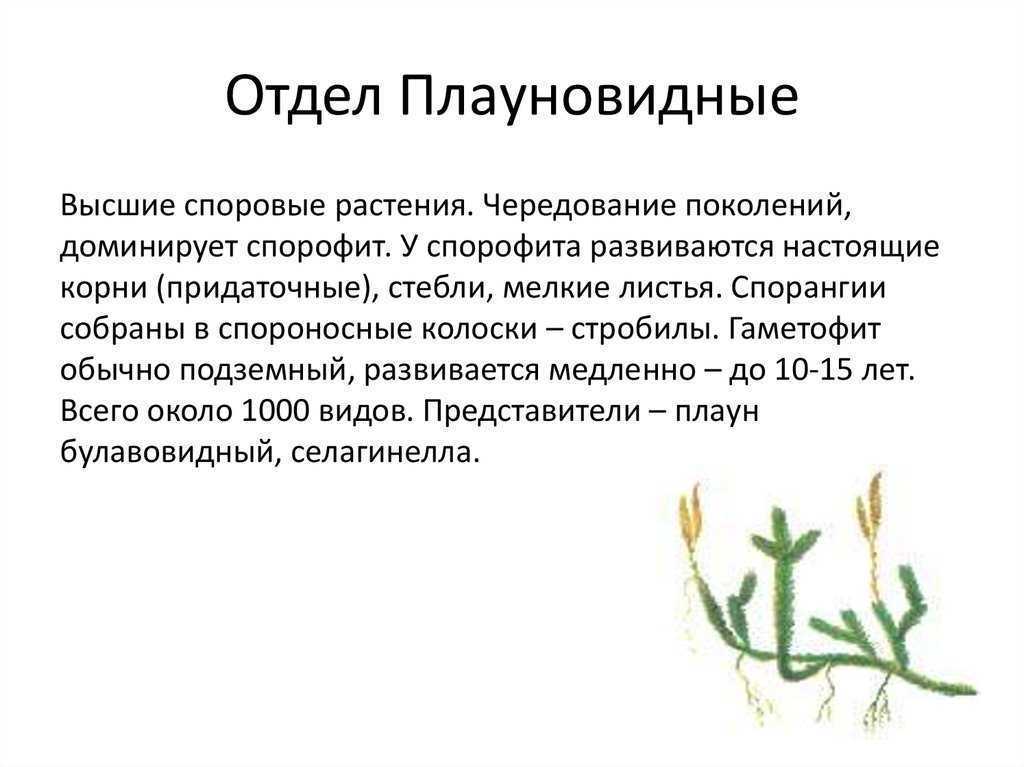 Хвощи и плауны