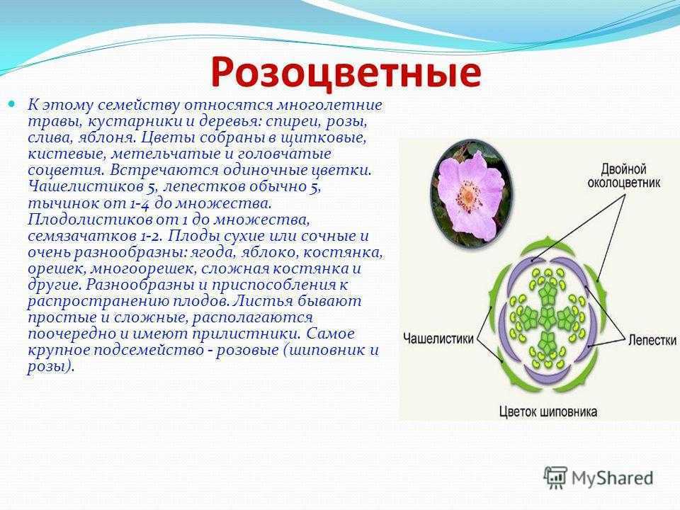 Название плода семейства розоцветных. Семейство Розоцветные описание. Характеристика семейства Розоцветные. Характеристика семейства розоцветных. Растения семейства разноцветные.