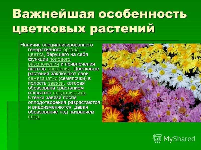 Какое значение покрытосеменных. Презентация на тему цветы. Разнообразие цветковых растений. Особенности цветковых растений. Характеристика цветковых растений.