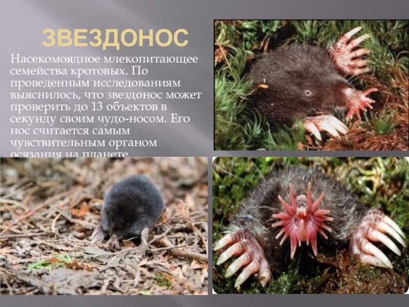 Насекомоядные животные: фото и названия, характеристики, интересные факты
