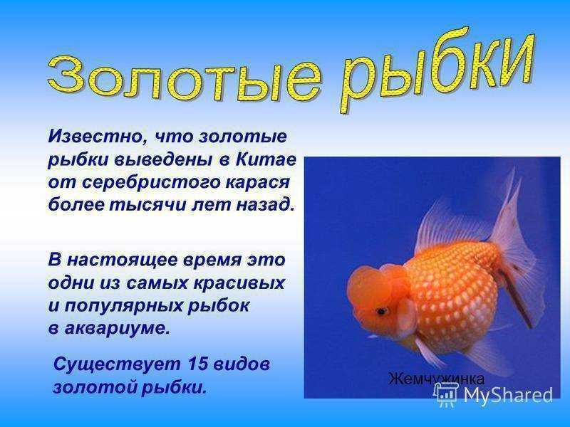 Рассказ о аквариумных рыбках для детей. детские истории в картинках