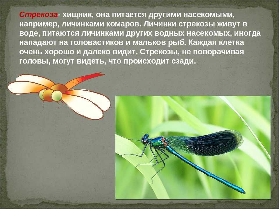 Кто питается комарами и их личинками. Доклад про стрекозу. Интересные факты о стрекозах. Стрекоза питается. Стрекоза фото и описание.
