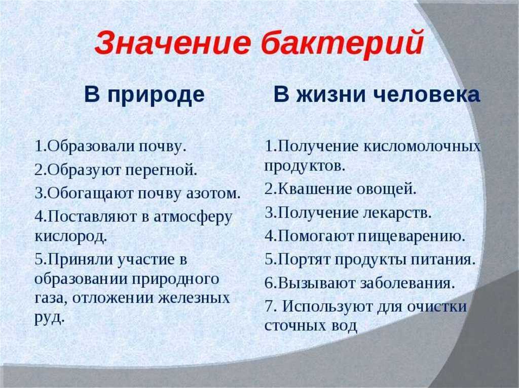 Урок 5: царство бактерии - 100urokov.ru