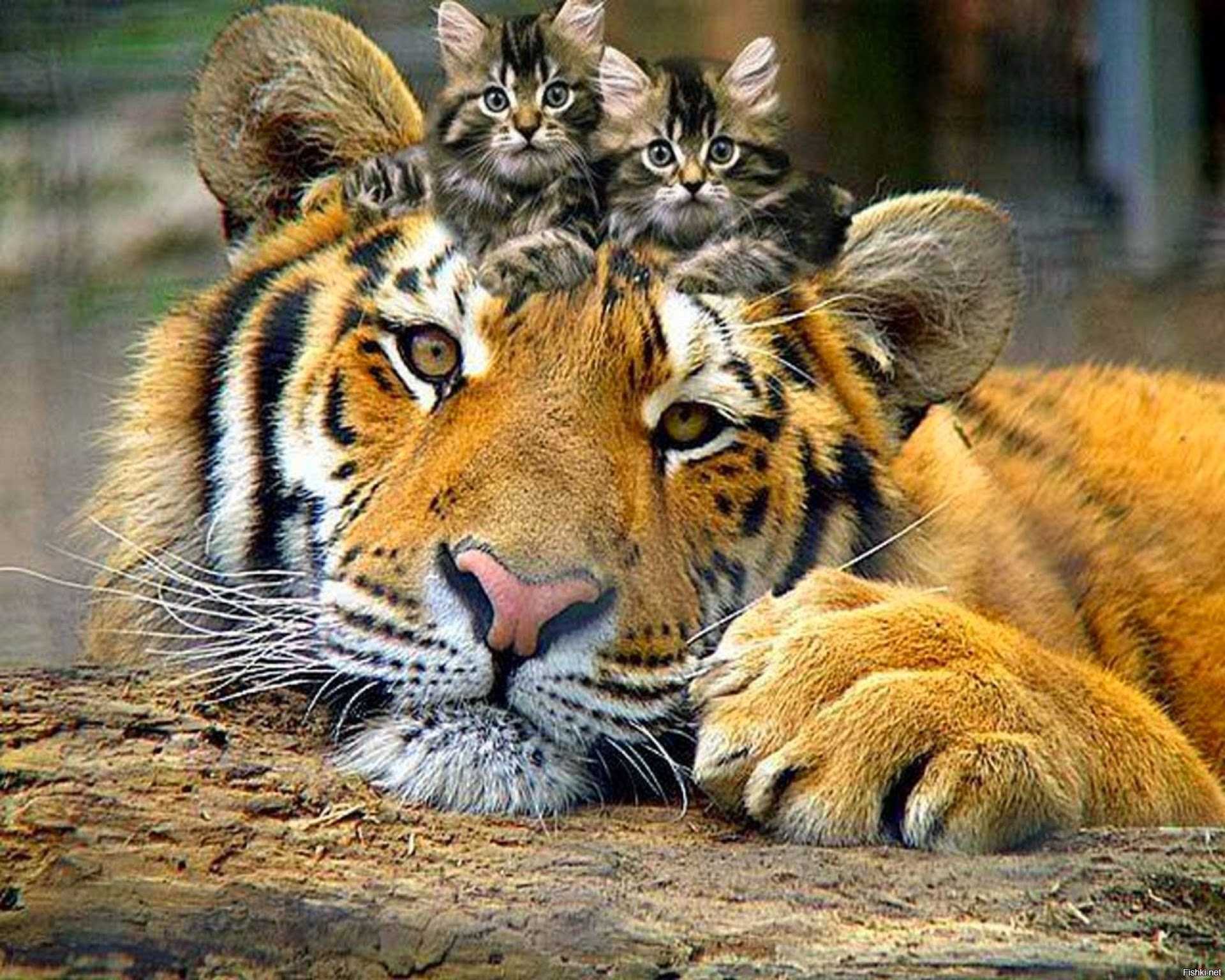Терпи родной. Тигр и кошка. Красивые животные. Тигренок и котенок. Лев и тигр.