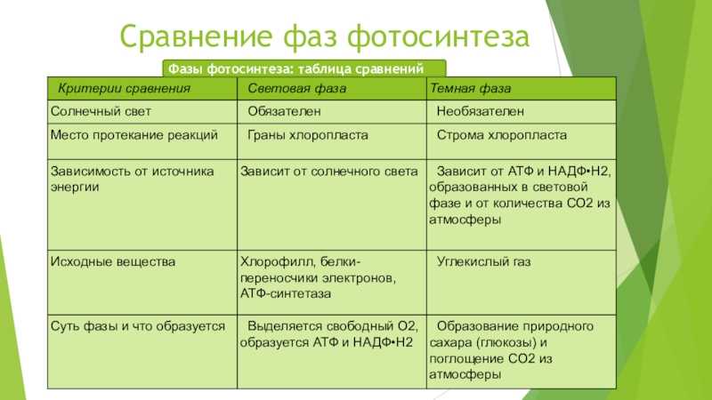 Темновой фазы фотосинтеза схема