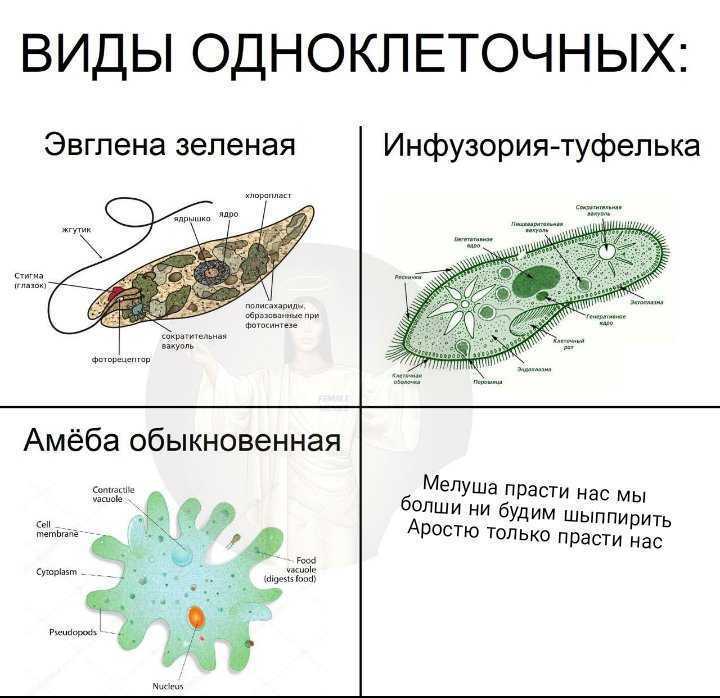 На каком рисунке изображен одноклеточный организм имеющий наиболее сложное строение