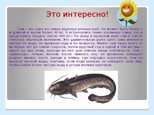 Сом людоед, нападают ли сомы на людей