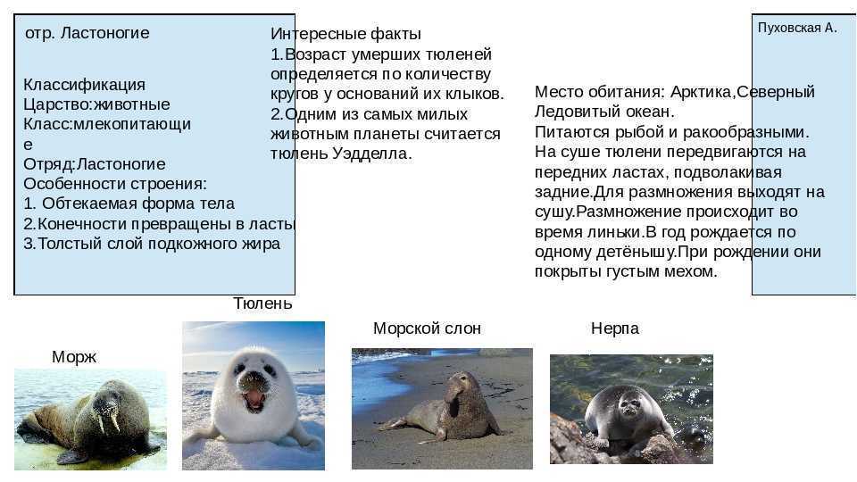 Тюлень: описание, виды, среда обитания, что едят, враги и образ жизни | планета животных