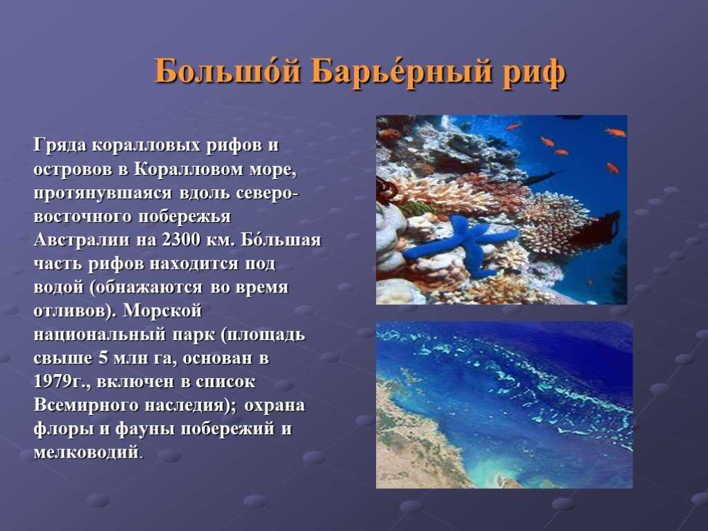 Животные крупнейшего в мире кораллового рифа - большого барьерного рифа
